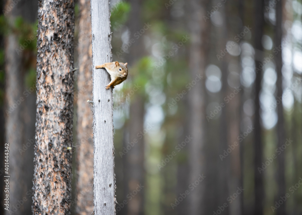 Squirrel on a tree in Banff National Park Squirrel on a tree in Banff National Park