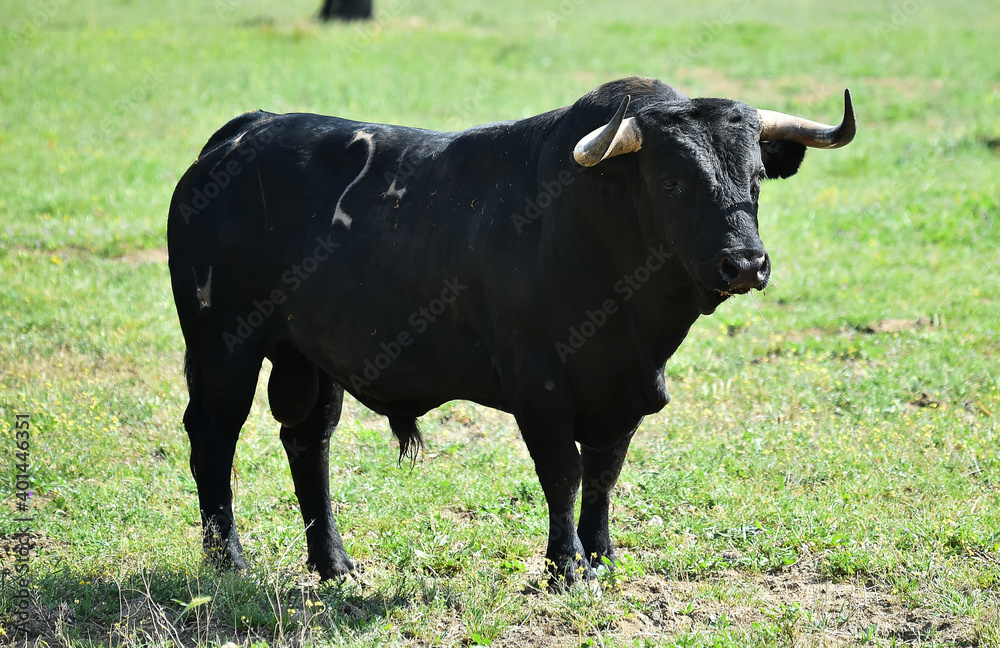 spanish black bull with big horns on the cattle raising spanish black bull with big horns on the cattle raising