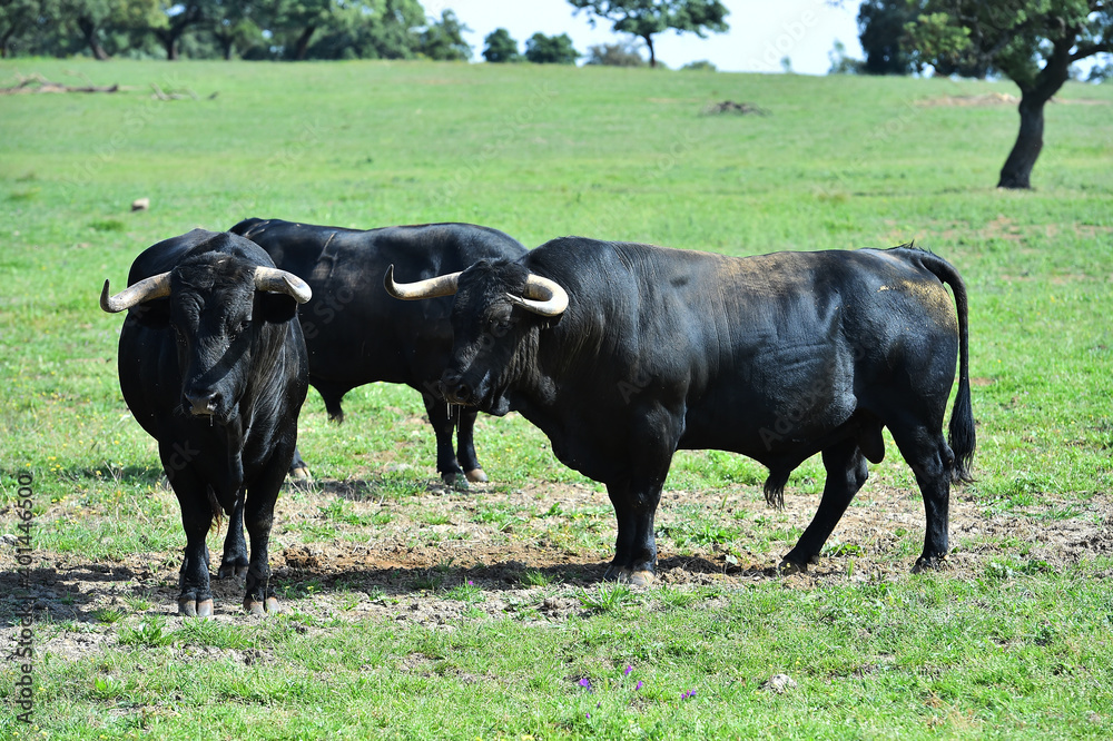 spanish black bull with big horns on the cattle raising spanish black bull with big horns on the cattle raising