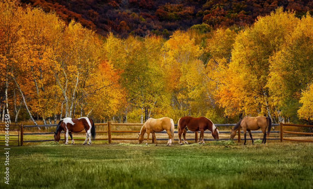 Horses on a colorado farm in automn - obrazy, fototapety, plakaty 