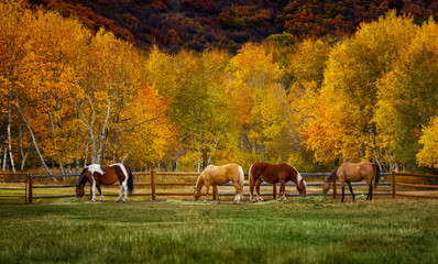 Horses on a colorado farm in automn