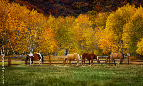 Фотография Horses on a colorado farm in automn