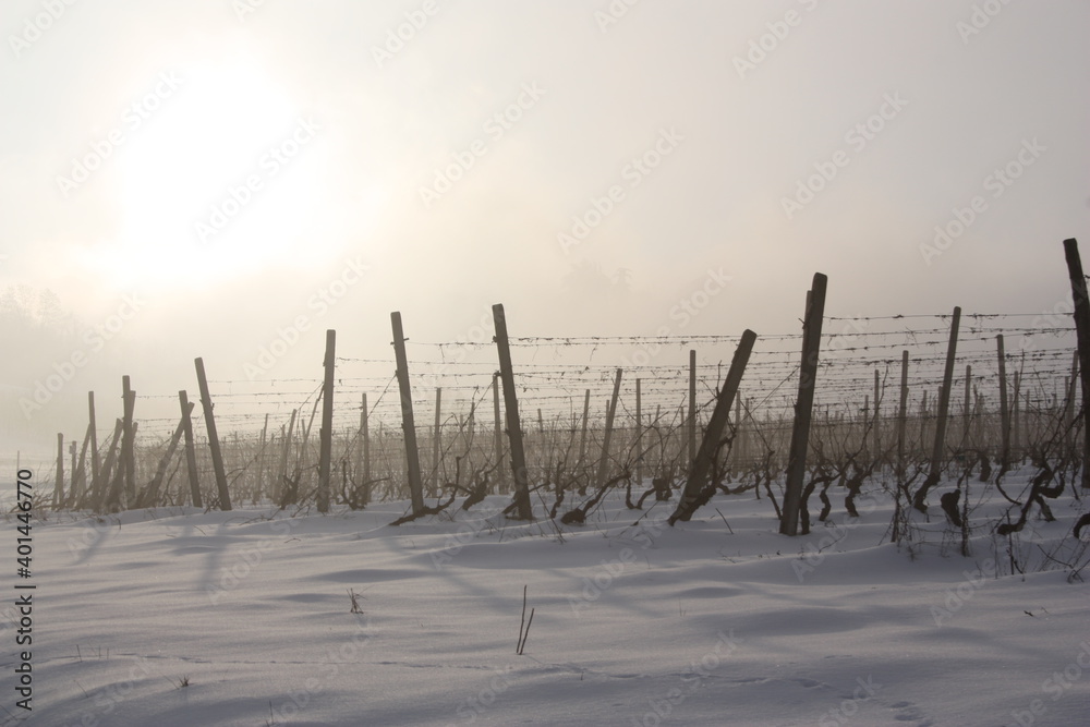 Neve Neve