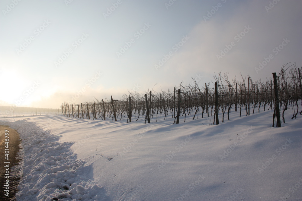 Vigneti innevati