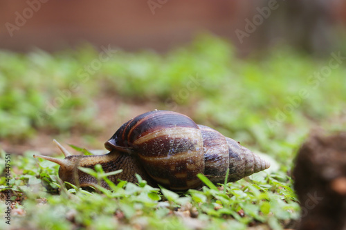 Pet Snail