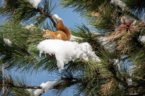 Squirrel on a snowy bough photo