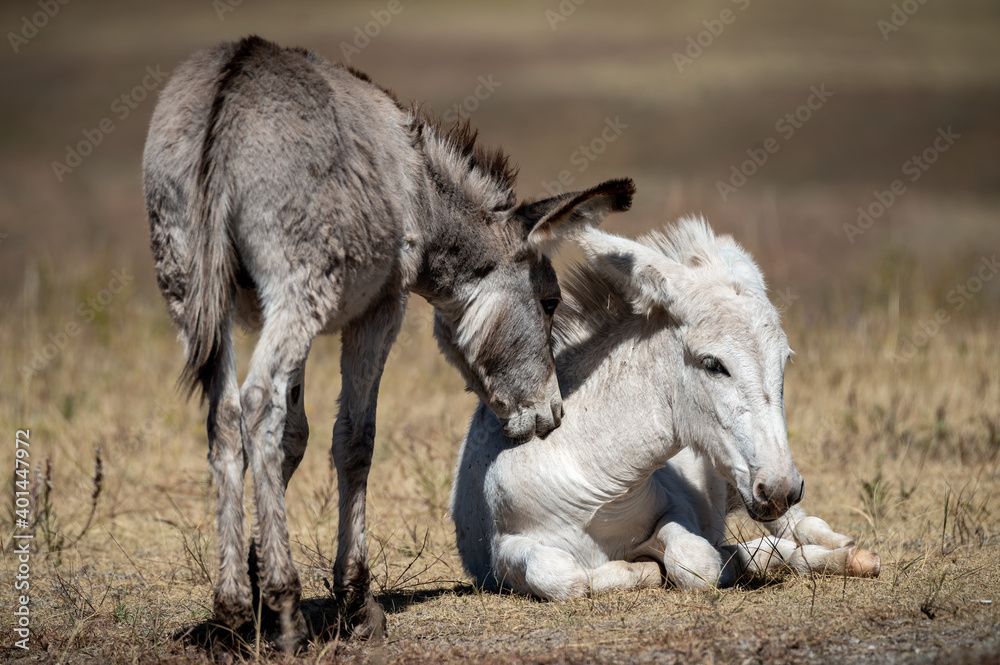 Obraz premium A little burro nibble