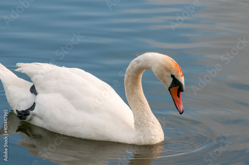 A white majestic swan floats in front of a wave of water. Young swan in the middle of the water. Drops on a wet head.