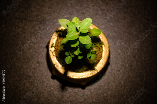 Top view of miniature buxus bonsai plant inside small golden color flowerpot on the black decorative background, selective focus, life style photography concept, christmas gift , close up of plant pot