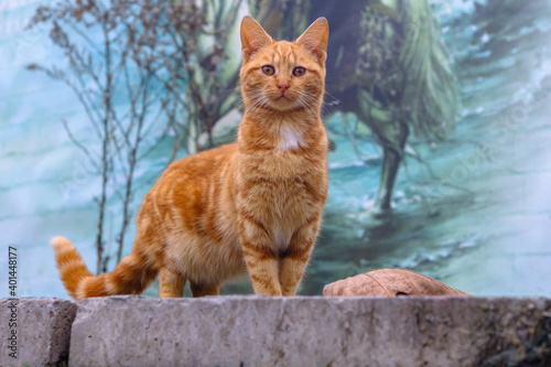 Close-up portrait  of magnificent beautiful cute  orange, ginger, red fluffy tabby cat tiger looking at camera, street animals at outdoor