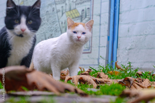 Close-up portrait of street animals looking at camera tabby cat brothers at outdoor, selective focus