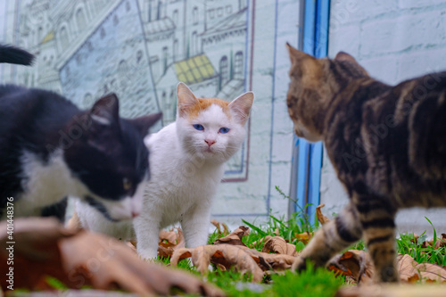 Close-up portrait of street animals looking at camera tabby cat brothers at outdoor, selective focus