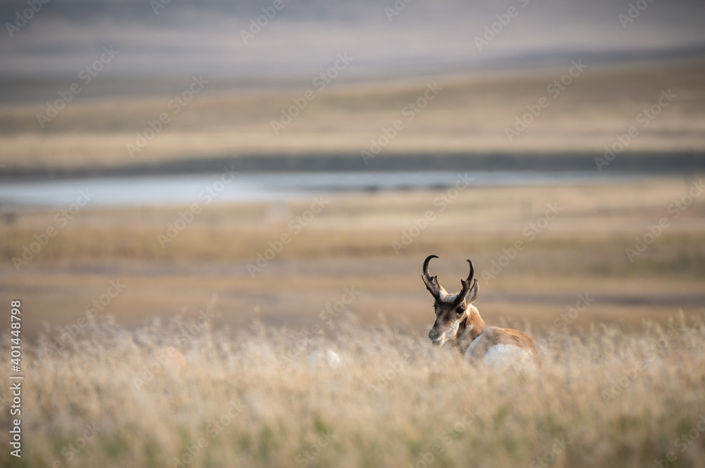 Pronghorn laying in the grass Pronghorn laying in the grass
