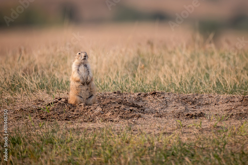 Valokuva prairie dog sitting on the ground