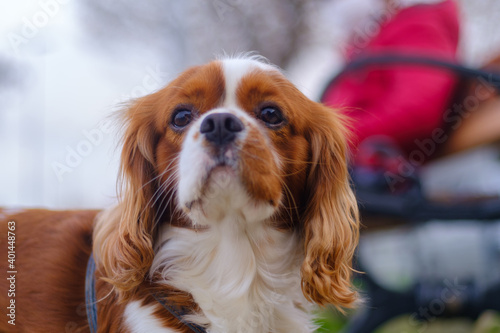 Close-Up Of Cavalier King Charles Spaniel, dog is looking somewhere focus on foreground