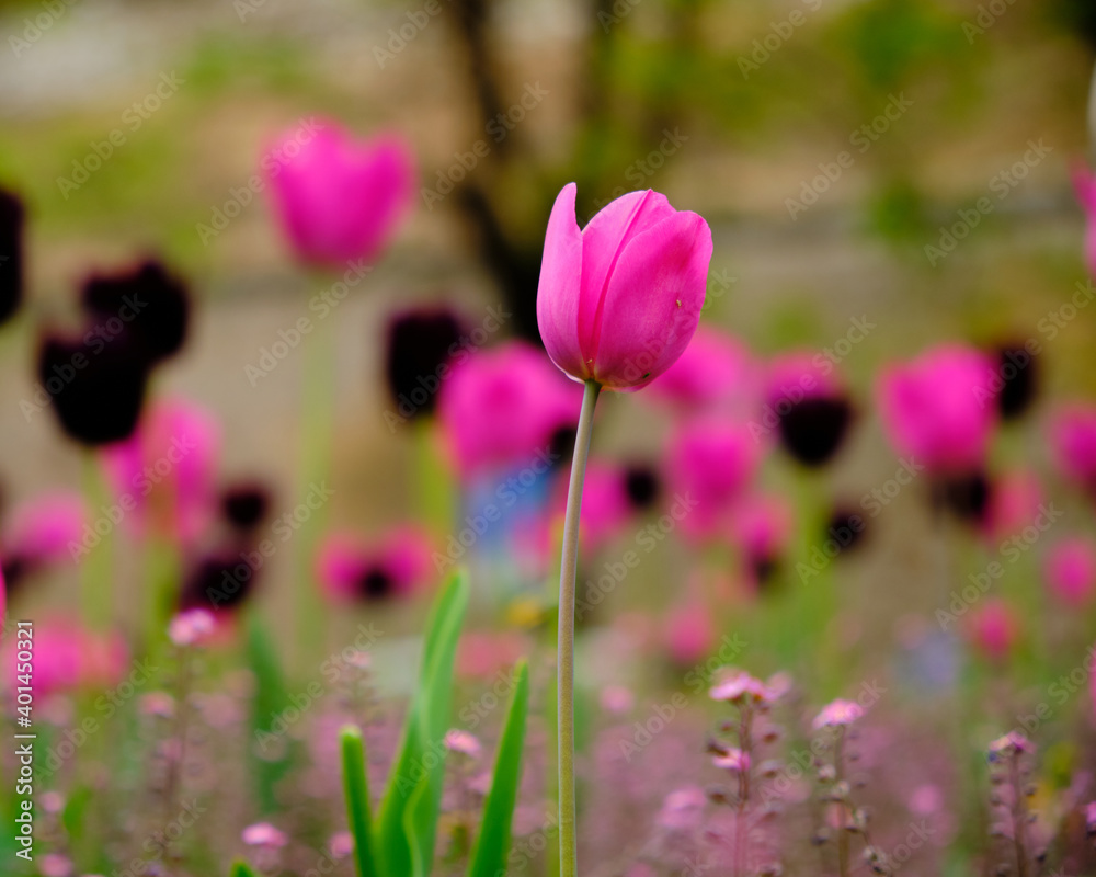 Focus on a single pink tulip in front of a garden off focus with pink and purple ones. Focus on a single pink tulip in front of a garden off focus with pink and purple ones.