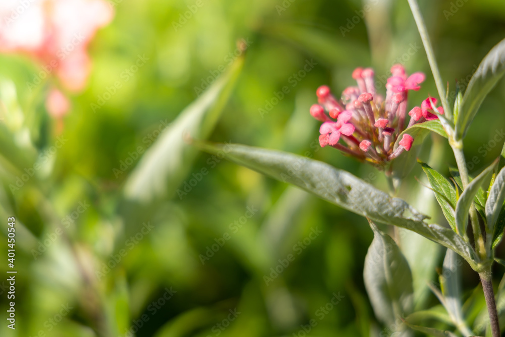 The background image of the colorful flowers The background image of the colorful flowers