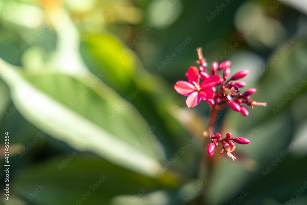 The background image of the colorful flowers