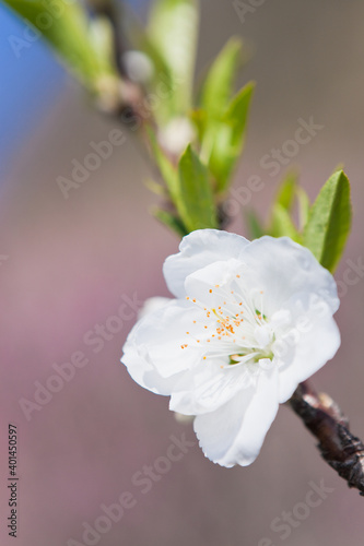 白桃のクローズアップ
