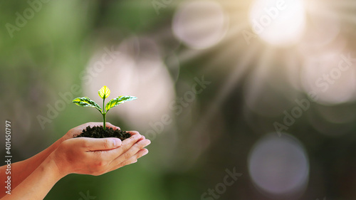 Tree growing on human hands with blurred green natural background, concept of plant growth and environmental protection.