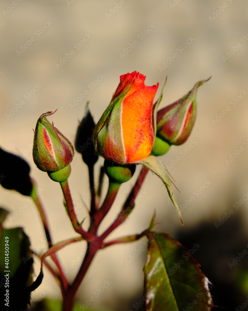 Bud of an orange and red rose about to bloom against a brown concrete wall Bud of an orange and red rose about to bloom against a brown concrete wall
