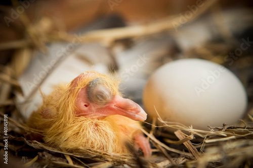 new born of homing pigeon in straw nest