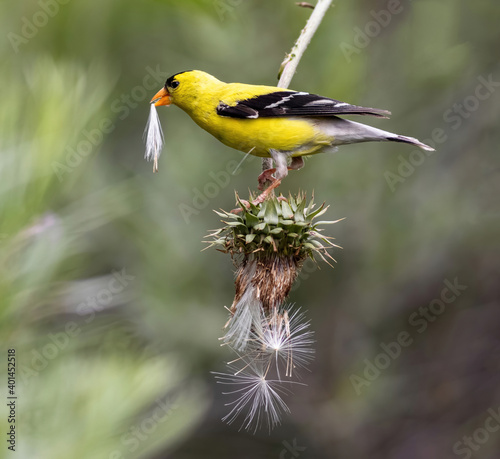 Fotografie, Obraz Portrait of an American Goldfinch holding a thistle cluster in his beak, while balanced atop an inverted thistle plant with cascading thistles below