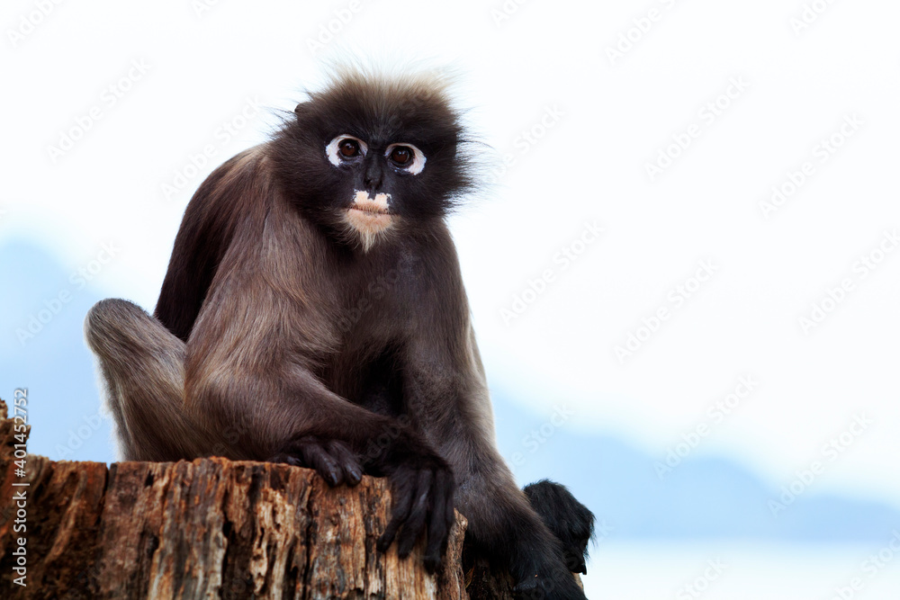 Obraz premium dusky leaf monkey sitting on dry stump against clear sky