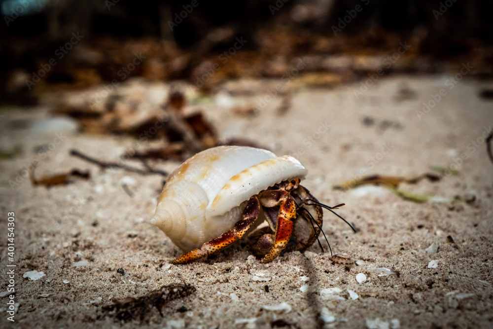 shell crab on the beach