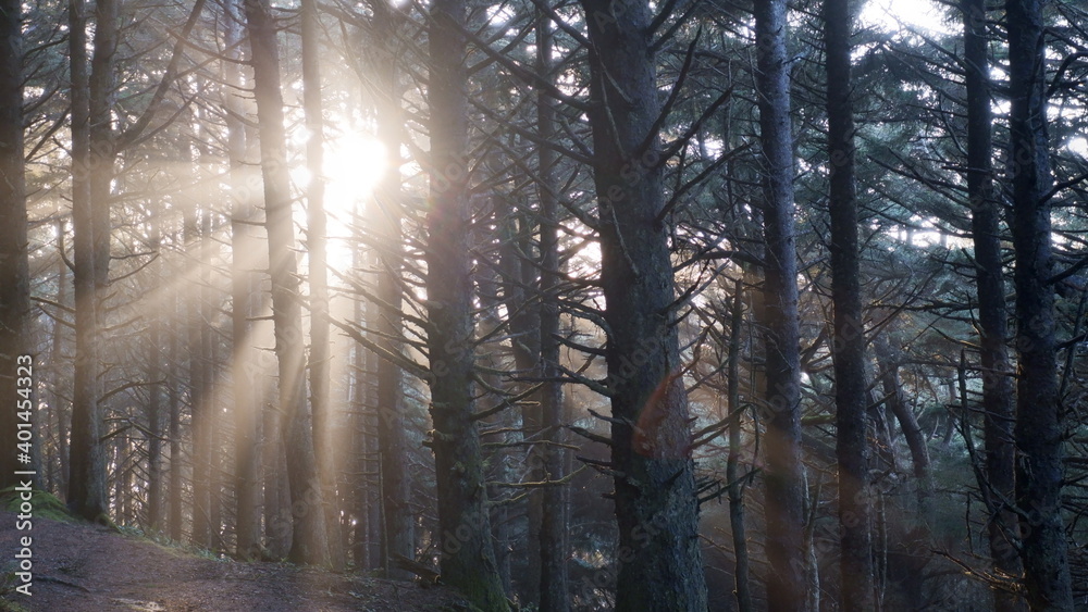 Sunlights in the forest Sunlights in the forest