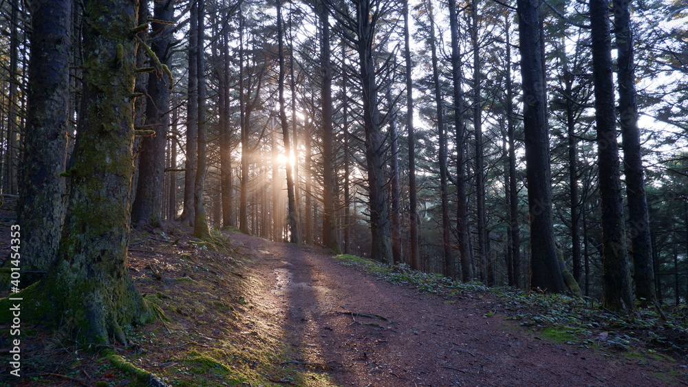 Fototapeta premium Sunlights in the forest