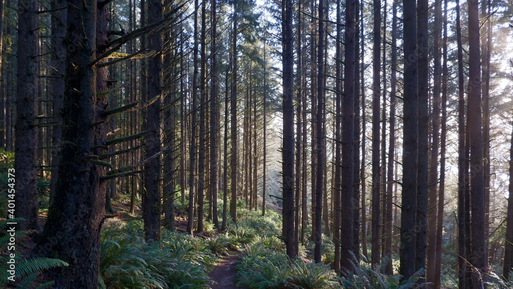 Obraz premium Sunlights in the forest