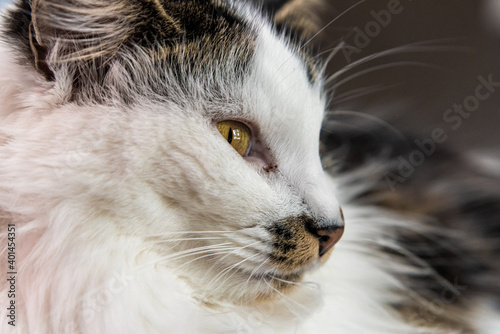 Close up of a white, brown and black cats face with orange, yellow eyes. Whiskers, ears showing.  photo