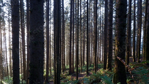 Sunlights in the forest