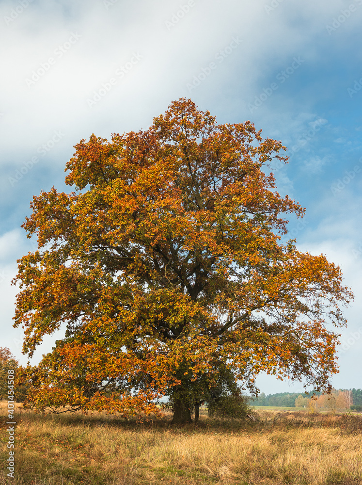 Fototapeta premium oak in autumn colors