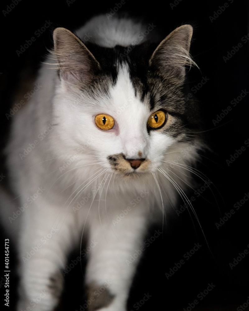 Stunning Maine Coone breed cat with bright orange eyes staring directly at camera on black background with head, legs and body showing. Curious feline. 