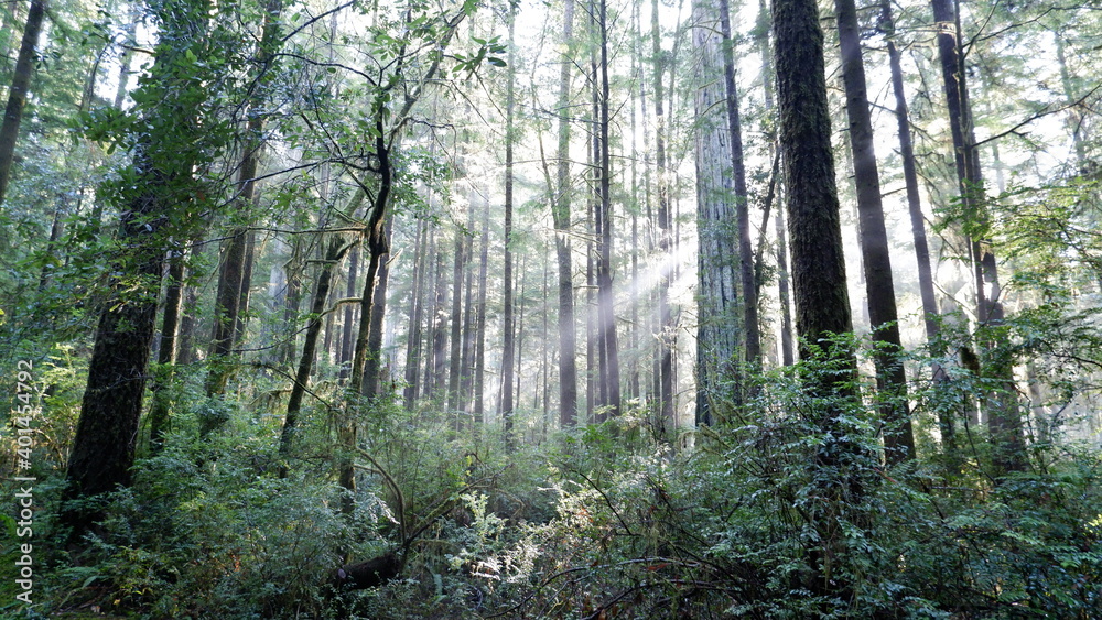Obraz premium Trees and sunbeams in forest