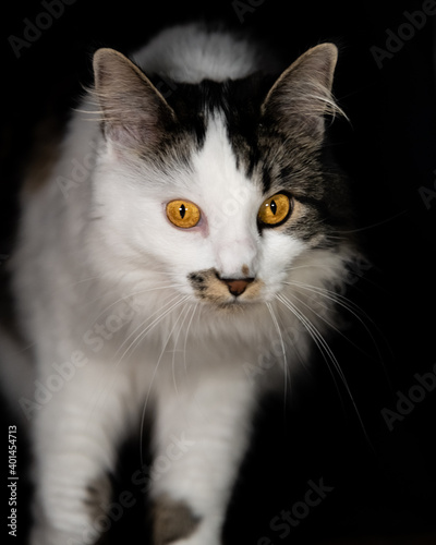 Stunning Maine Coone breed cat with bright orange eyes staring directly at camera on black background with head, legs and body showing. Curious feline.  © Scalia Media