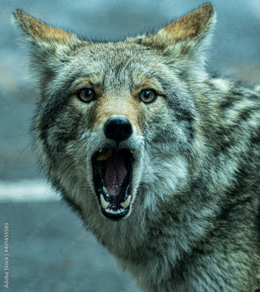 Obraz premium Wild Life