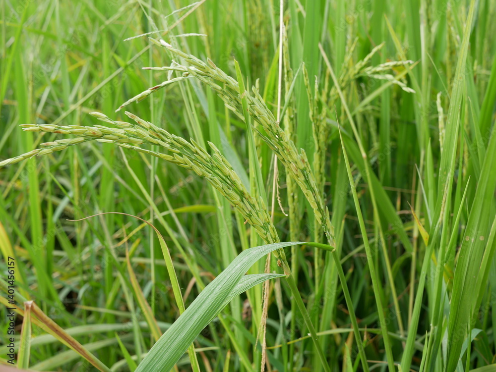 rice in the rice field texture background. rice in the rice field texture background.