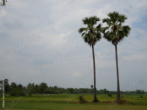rice fields and sugar palm.