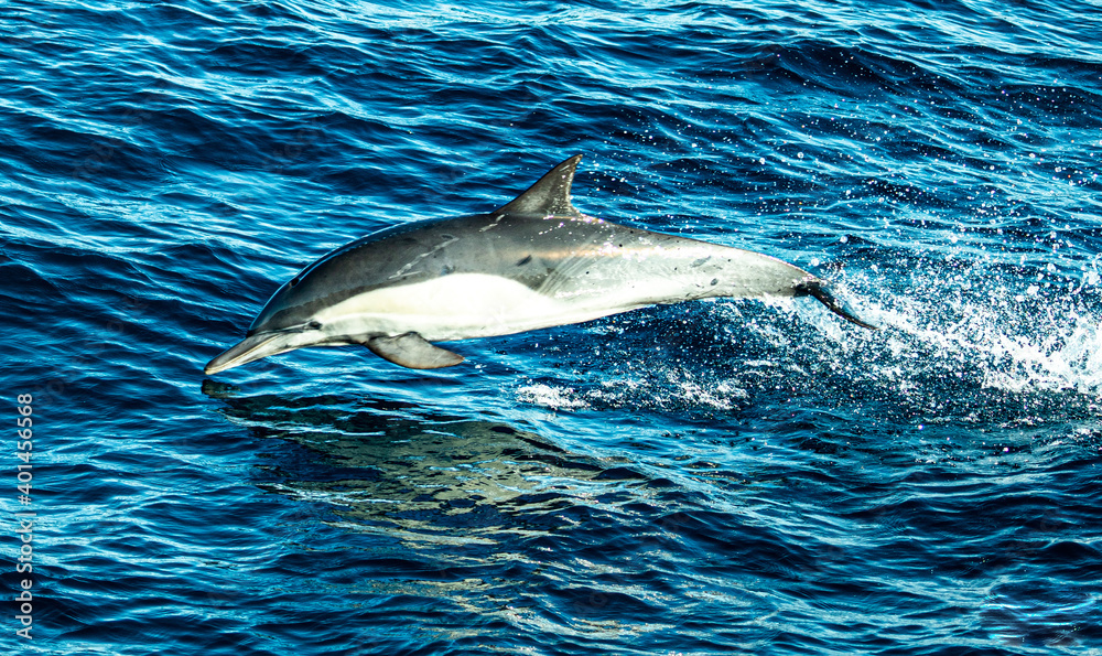 Obraz premium dolphin in the water