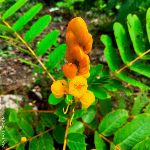 the caesalpinia sappan flower