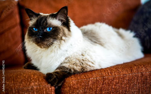 Obraz na plátně portrait of a cat ragdoll rag doll