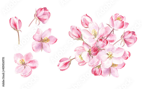 Watercolor illustration of fruits trees blossom on white isolated background. Fresh and beautiful floral set for spring time.