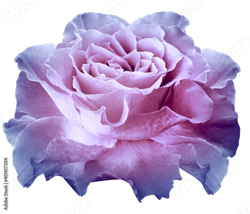 Rose purple-blue flower on white isolated background with clipping path. Closeup. For design. Nature.