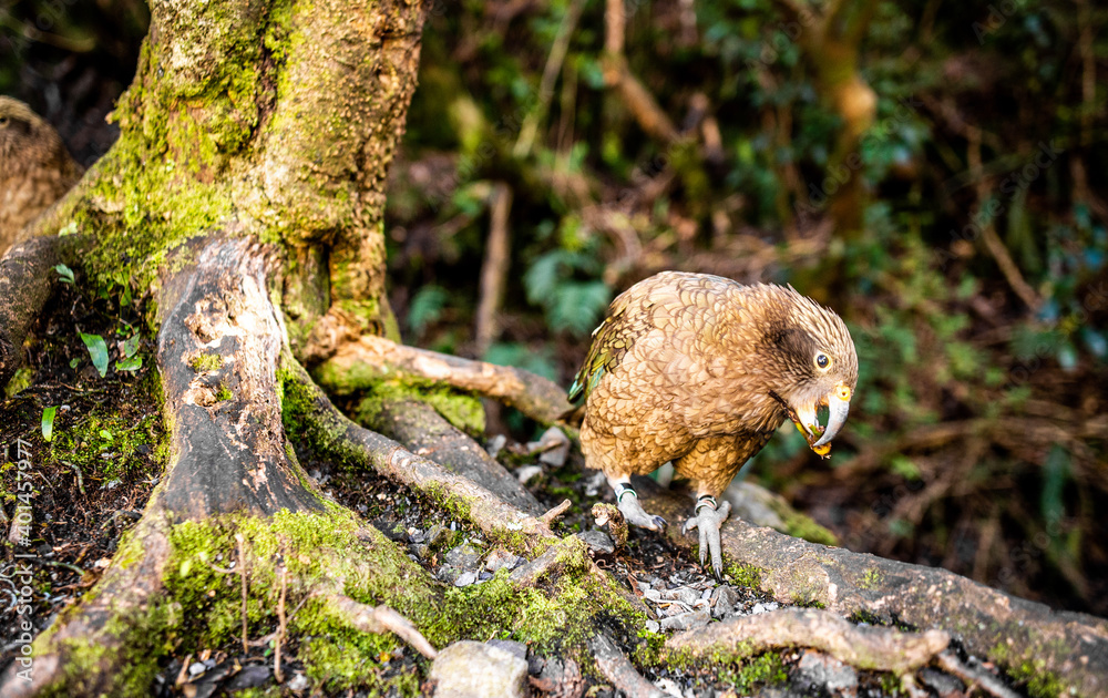 Obraz premium a bird on a tree kia ora