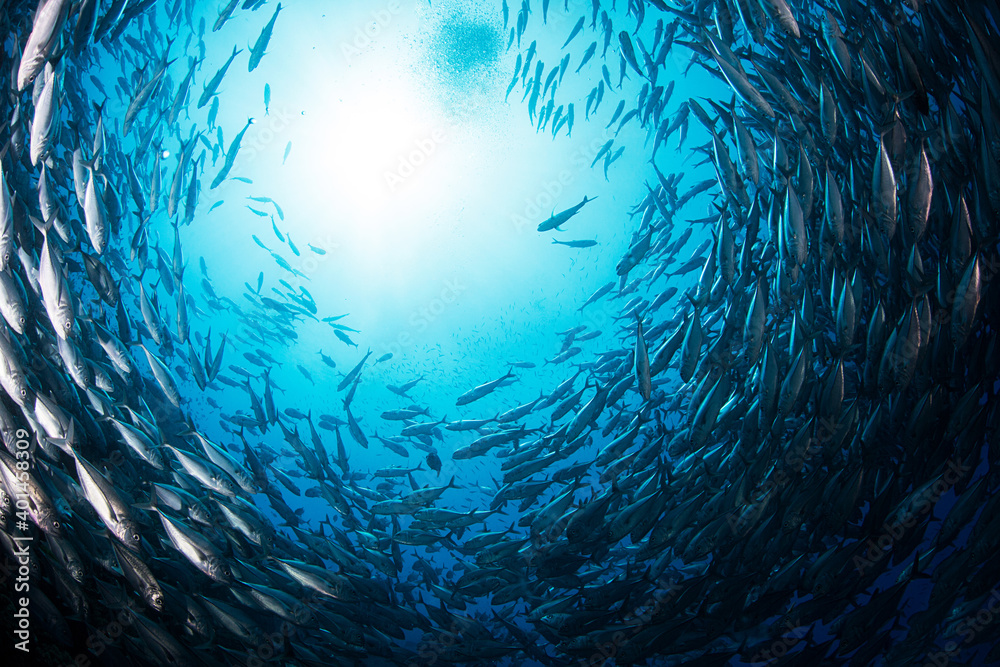 School of Jackfish School of Jackfish