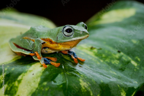 Rhacophorus reinwardtii, flying tree frog on the leaf