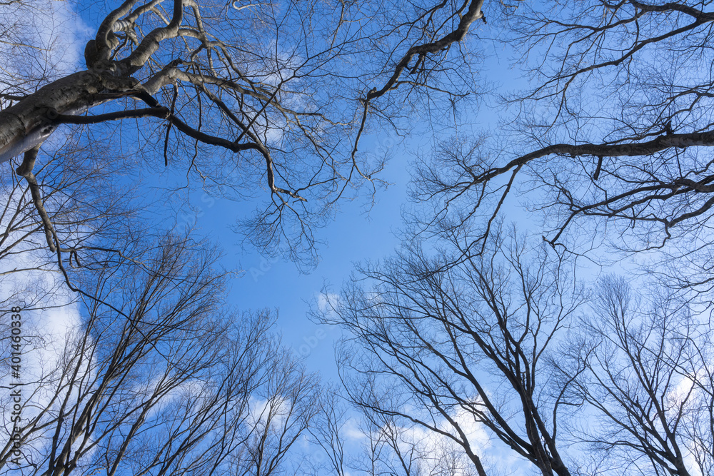青空に長く伸びるブナの木々 青空に長く伸びるブナの木々